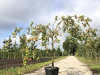 3x sierappel malus 'red sentinel', bloesemboom, rode sierappeltjes, ca. 250 cm - afbeelding 1 van  4