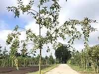 3x sierappel malus 'red sentinel', bloesemboom, rode sierappeltjes, ca. 250 cm - afbeelding 2 van  4
