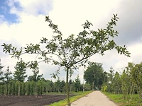 3x sierappel malus 'red sentinel', bloesemboom, rode sierappeltjes, ca. 250 cm - afbeelding 3 van  4