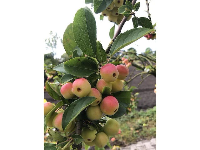 3x sierappel malus 'red sentinel', bloesemboom, rode sierappeltjes, ca. 250 cm - afbeelding 4 van  4