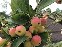 3x sierappel malus 'red sentinel', bloesemboom, rode sierappeltjes, ca. 250 cm - afbeelding 4 van  4