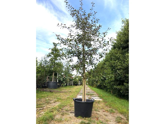 3x sierappel malus 'royalty', bloesemboom, dieprode sierappels, ca. 3 m hoog - afbeelding 1 van  4