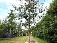 3x sierappel malus 'royalty', bloesemboom, dieprode sierappels, ca. 3 m hoog - afbeelding 1 van  4