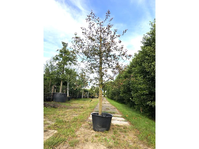 3x sierappel malus 'royalty', bloesemboom, dieprode sierappels, ca. 3 m hoog - afbeelding 2 van  4
