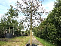 3x sierappel malus 'royalty', bloesemboom, dieprode sierappels, ca. 3 m hoog - afbeelding 2 van  4