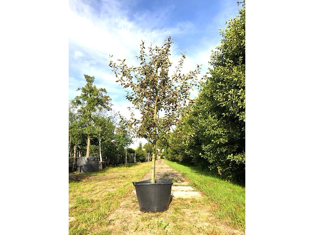 3x sierappel malus 'royalty', bloesemboom, dieprode sierappels, ca. 3 m hoog - afbeelding 3 van  4