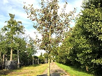 3x sierappel malus 'royalty', bloesemboom, dieprode sierappels, ca. 3 m hoog - afbeelding 3 van  4