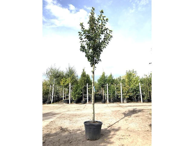 3x sierkers prunus 'spire', bloesemboom, lichtroze bloei, ca. 4 m hoog - afbeelding 1 van  4