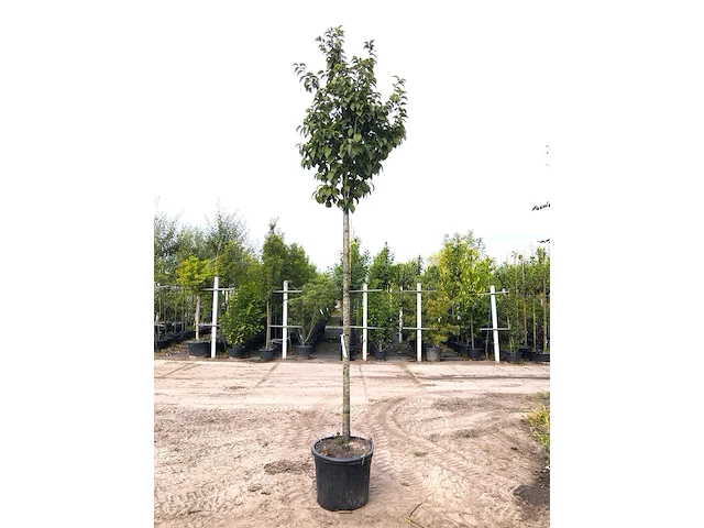 3x sierkers prunus 'spire', bloesemboom, lichtroze bloei, ca. 4 m hoog - afbeelding 2 van  4