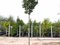 3x sierkers prunus 'spire', bloesemboom, lichtroze bloei, ca. 4 m hoog - afbeelding 2 van  4