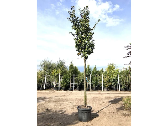 3x sierkers prunus 'spire', bloesemboom, lichtroze bloei, ca. 4 m hoog - afbeelding 3 van  4