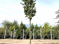 3x sierkers prunus 'spire', bloesemboom, lichtroze bloei, ca. 4 m hoog - afbeelding 3 van  4