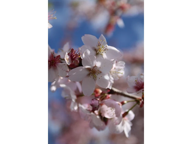 3x sierkers prunus 'spire', bloesemboom, lichtroze bloei, ca. 4 m hoog - afbeelding 4 van  4
