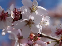 3x sierkers prunus 'spire', bloesemboom, lichtroze bloei, ca. 4 m hoog - afbeelding 4 van  4