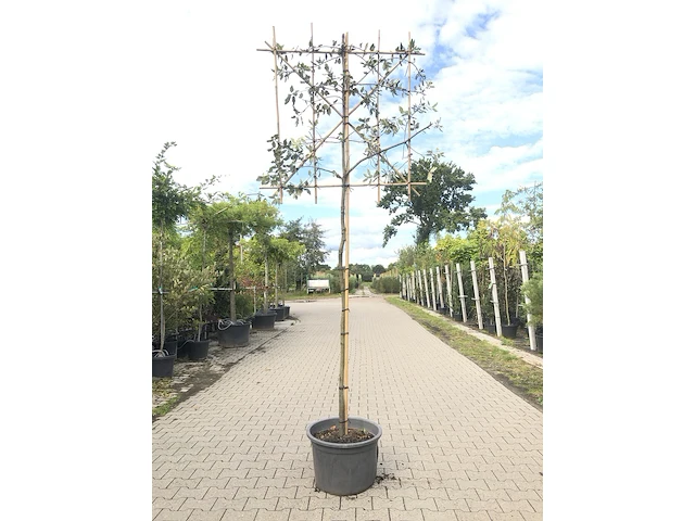 3x steeneik quercus ilex, leiboom, wintergroen, ca. 180 cm stamhoogte - afbeelding 1 van  3