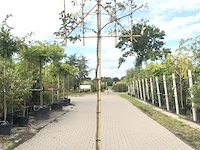 3x steeneik quercus ilex, leiboom, wintergroen, ca. 180 cm stamhoogte - afbeelding 1 van  3