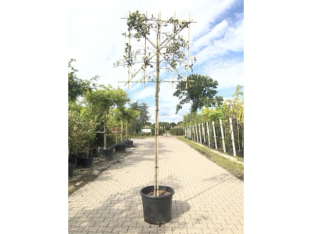 3x steeneik quercus ilex, leiboom, wintergroen, ca. 180 cm stamhoogte - afbeelding 2 van  3