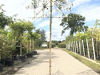 3x steeneik quercus ilex, leiboom, wintergroen, ca. 180 cm stamhoogte - afbeelding 2 van  3
