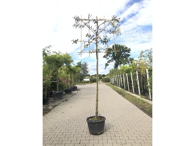 3x steeneik quercus ilex, leiboom, wintergroen, ca. 180 cm stamhoogte - afbeelding 3 van  3