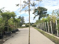 3x steeneik quercus ilex, leiboom, wintergroen, ca. 180 cm stamhoogte - afbeelding 3 van  3