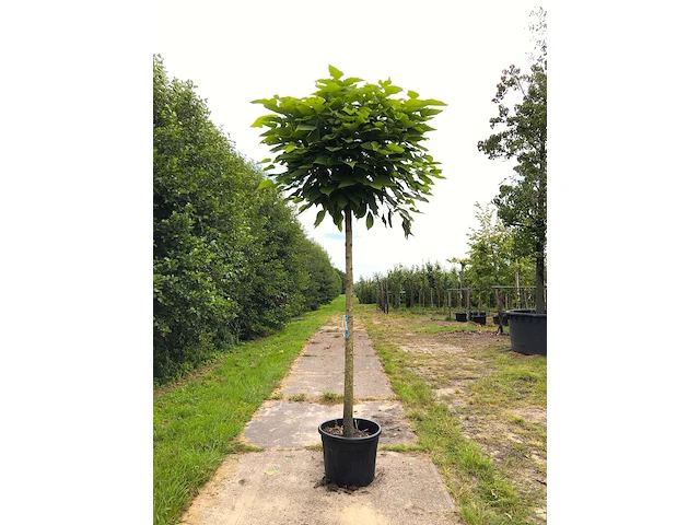 3x trompetboom catalpa 'nana', bolboom, ca. 220 cm stamhoogte - afbeelding 1 van  3