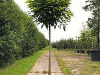 3x trompetboom catalpa 'nana', bolboom, ca. 220 cm stamhoogte - afbeelding 1 van  3
