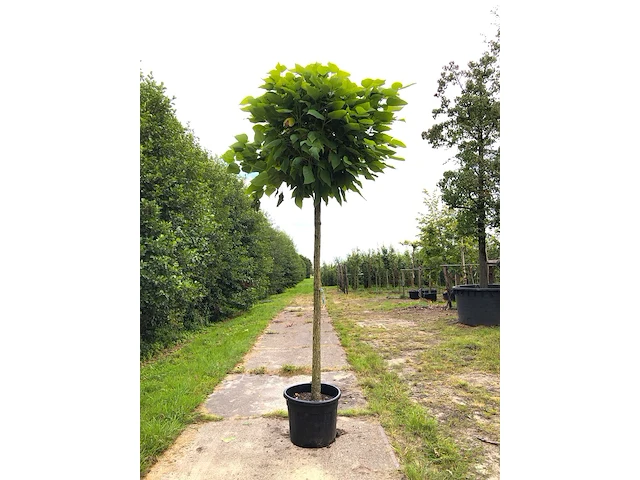3x trompetboom catalpa 'nana', bolboom, ca. 220 cm stamhoogte - afbeelding 2 van  3