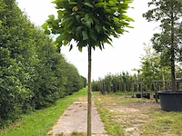 3x trompetboom catalpa 'nana', bolboom, ca. 220 cm stamhoogte - afbeelding 2 van  3