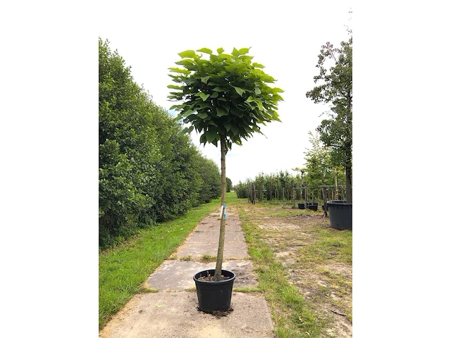 3x trompetboom catalpa 'nana', bolboom, ca. 220 cm stamhoogte - afbeelding 3 van  3