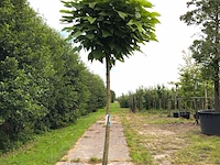3x trompetboom catalpa 'nana', bolboom, ca. 220 cm stamhoogte - afbeelding 3 van  3