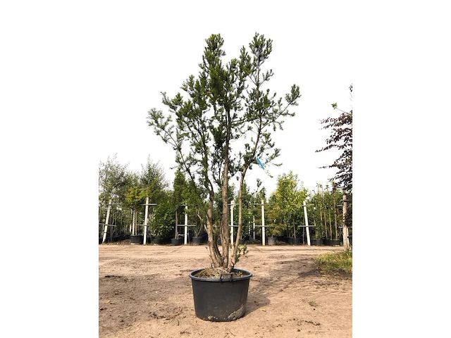 3x venijnboom taxus 'hicksii', meerstammig, wintergroen, ca. 250 cm hoog - afbeelding 1 van  3