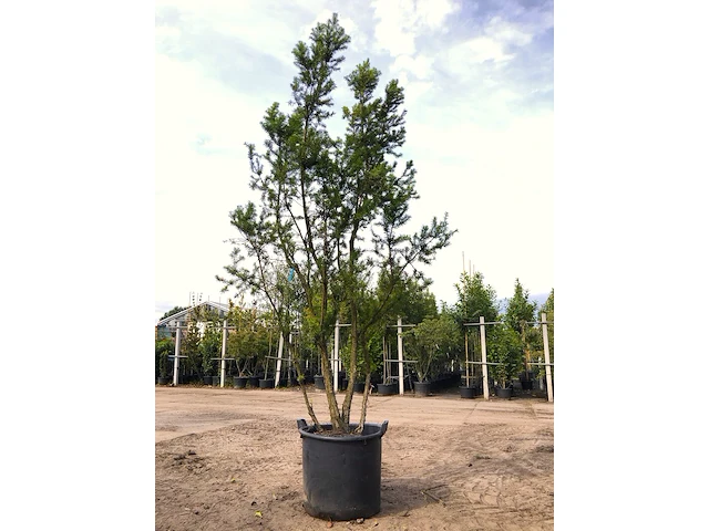 3x venijnboom taxus 'hicksii', meerstammig, wintergroen, ca. 250 cm hoog - afbeelding 2 van  3