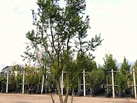 3x venijnboom taxus 'hicksii', meerstammig, wintergroen, ca. 250 cm hoog - afbeelding 2 van  3
