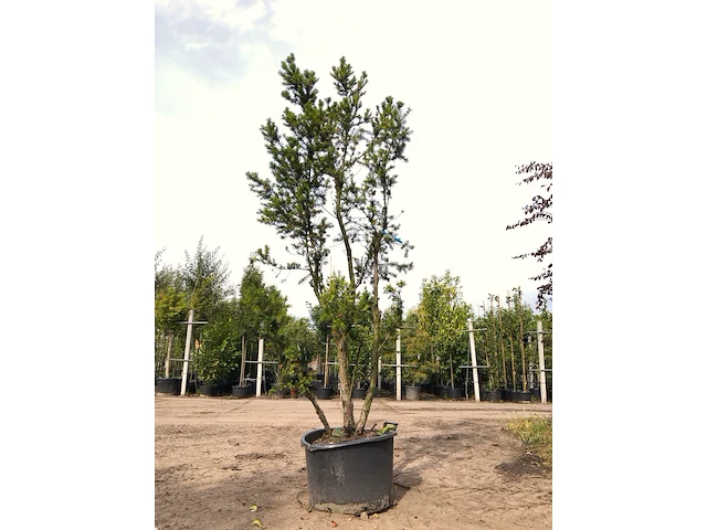3x venijnboom taxus 'hicksii', meerstammig, wintergroen, ca. 250 cm hoog - afbeelding 3 van  3