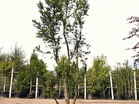 3x venijnboom taxus 'hicksii', meerstammig, wintergroen, ca. 250 cm hoog - afbeelding 3 van  3