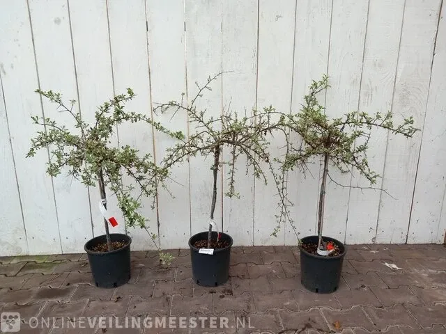 3x vuurdoorn pyracantha - afbeelding 1 van  8
