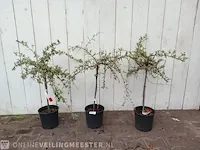3x vuurdoorn pyracantha - afbeelding 1 van  8