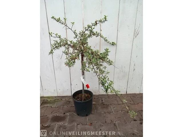 3x vuurdoorn pyracantha - afbeelding 2 van  8