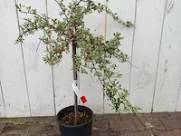 3x vuurdoorn pyracantha - afbeelding 2 van  8