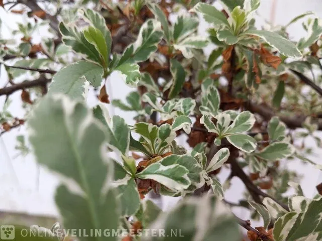 3x vuurdoorn pyracantha - afbeelding 4 van  8