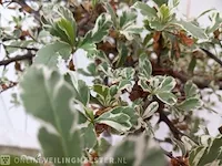 3x vuurdoorn pyracantha - afbeelding 4 van  8