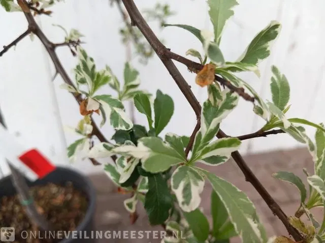 3x vuurdoorn pyracantha - afbeelding 5 van  8