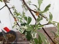 3x vuurdoorn pyracantha - afbeelding 5 van  8