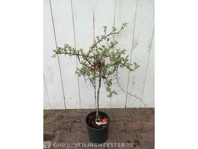 3x vuurdoorn pyracantha - afbeelding 6 van  8