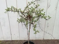 3x vuurdoorn pyracantha - afbeelding 6 van  8