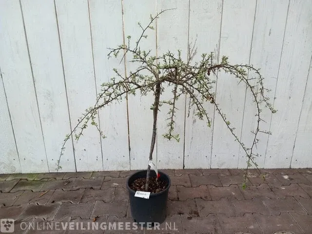 3x vuurdoorn pyracantha - afbeelding 7 van  8