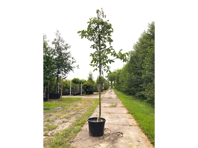 3x walnotenboom juglans 'chandler', vruchtboom, ca. 3 m hoog - afbeelding 1 van  3