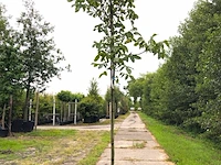 3x walnotenboom juglans 'chandler', vruchtboom, ca. 3 m hoog - afbeelding 1 van  3
