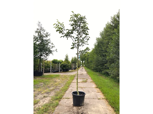 3x walnotenboom juglans 'chandler', vruchtboom, ca. 3 m hoog - afbeelding 2 van  3