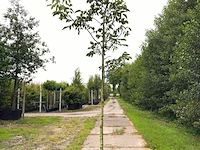 3x walnotenboom juglans 'chandler', vruchtboom, ca. 3 m hoog - afbeelding 2 van  3